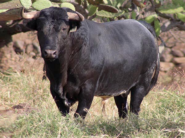 Los de San Lucas para rejones en Autl&aacute;n