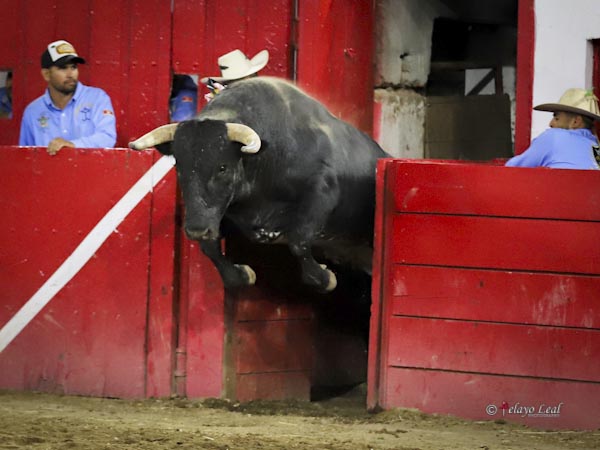 Impetuosa salida del c�rdeno