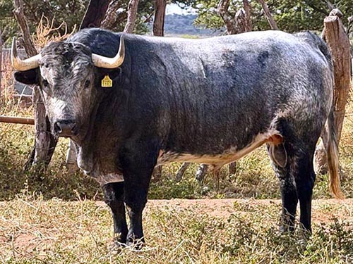 El encierro de Pozohondo para M&eacute;rida