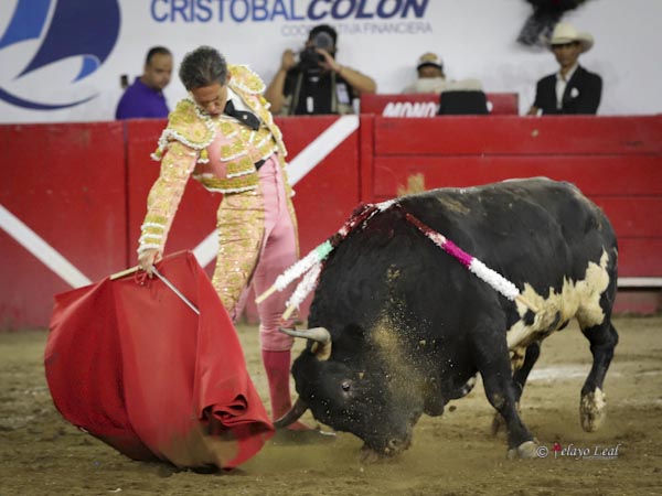 Bravura y clase del ejemplar