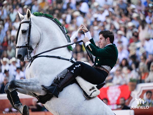 El tordo en la alzada