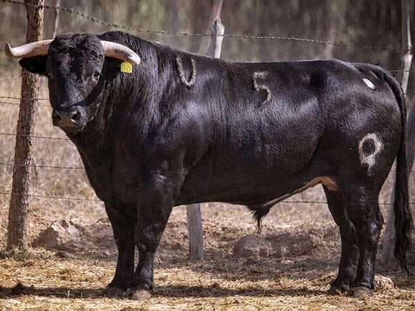 El encierro de La Soledad para Apizaco