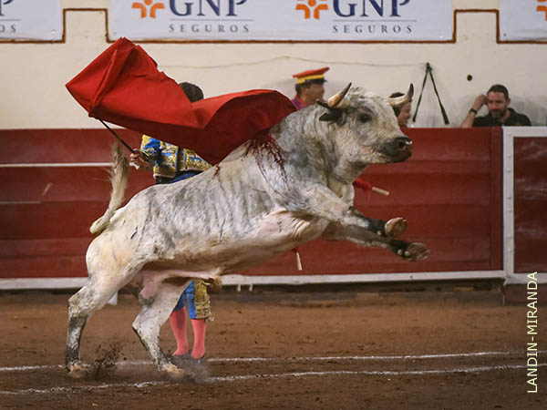 Transmisi�n, nobleza, calidad y fuerza