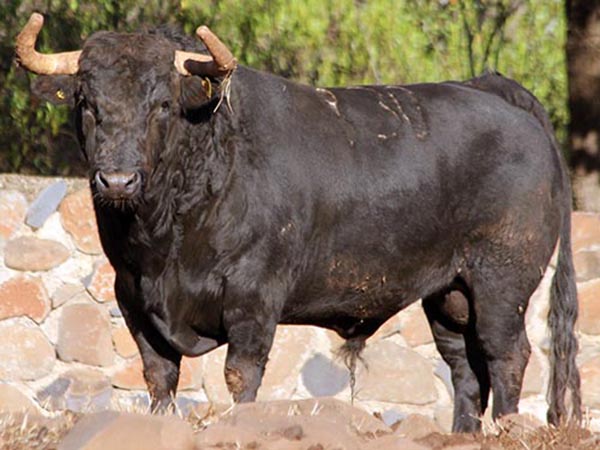 Los toros de San Constantino para GDL