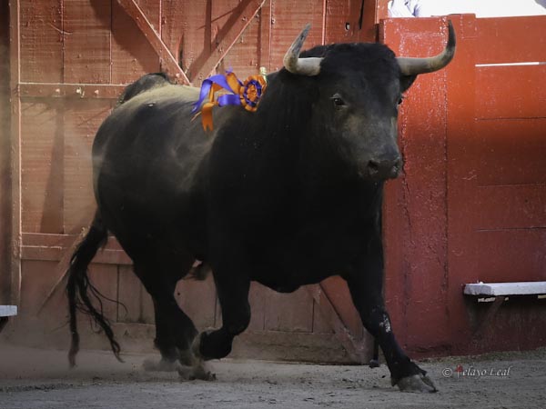 La divisa en los lomos de 