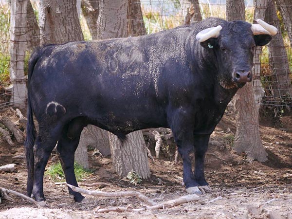Los toros de Zacatepec para "Los Azulejos"