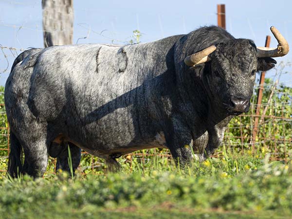 No. 15 (Partido de Resina)