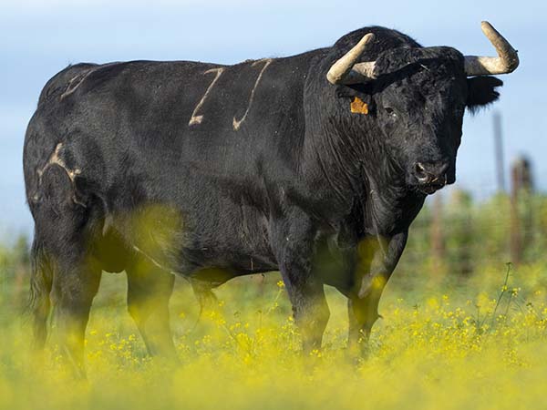 No. 23 (Partido de Resina)