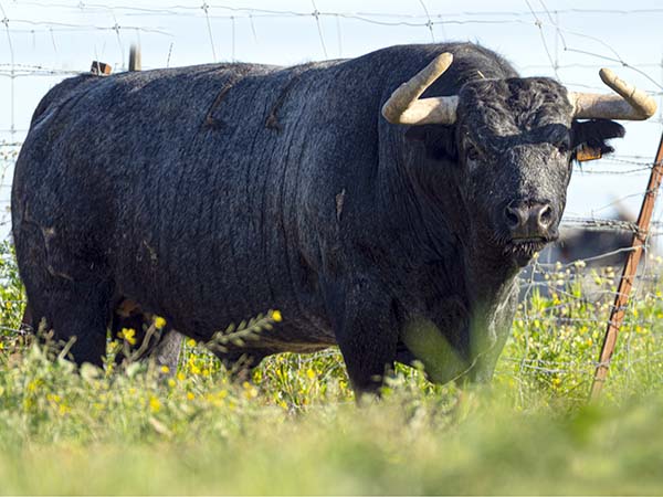 Los toros para H&eacute;ctor en la Copa Chenel