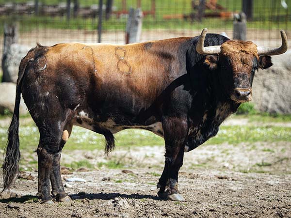 No. 8 (Moreno P�rez-Tabernero)