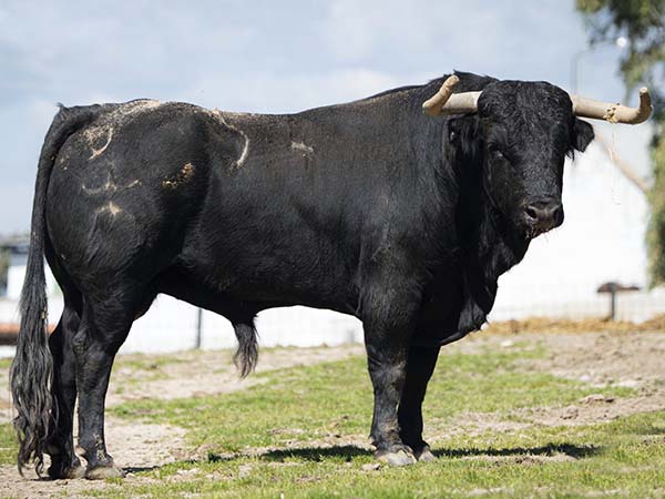 No. 34 (Moreno P�rez-Tabernero)