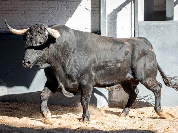Fonseca lidiar&aacute; en Madrid el m&aacute;s pesado