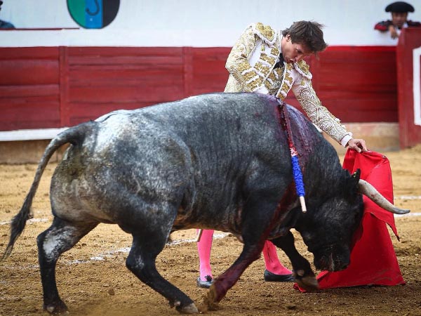 C�rdeno con gran caja