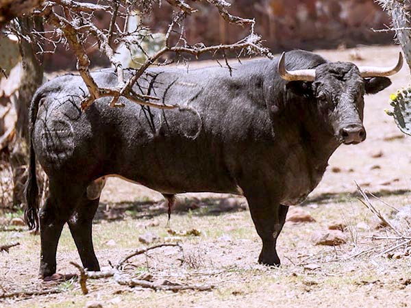 Los toros de La Antigua para Tlaxcala