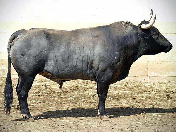 El encierro de San Pablo para Texcoco