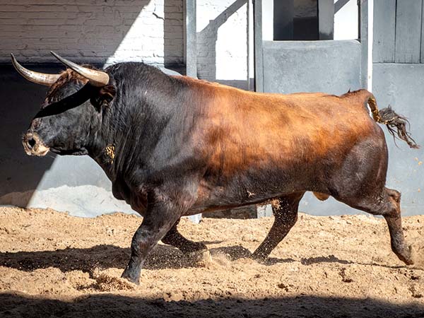 San Rom&aacute;n, ante una tarde crucial