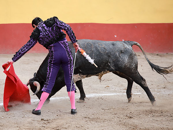 Toro emotivo y obediente
