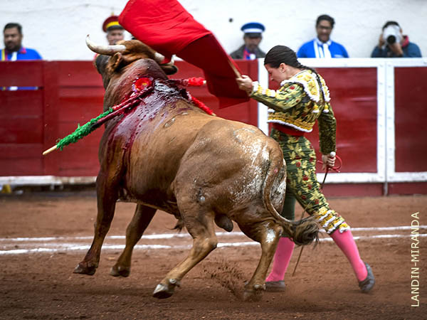 Sorte� el mejor ewjemplar de Campo Grande