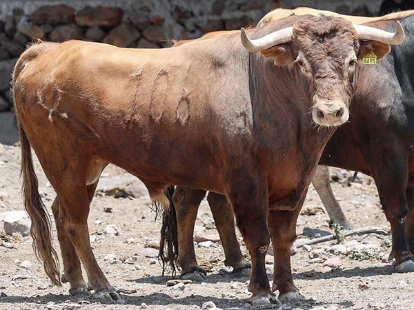 Los de El Salitrillo para la San Marcos