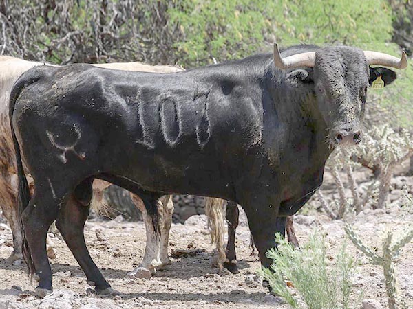 Novillo No. 103, 