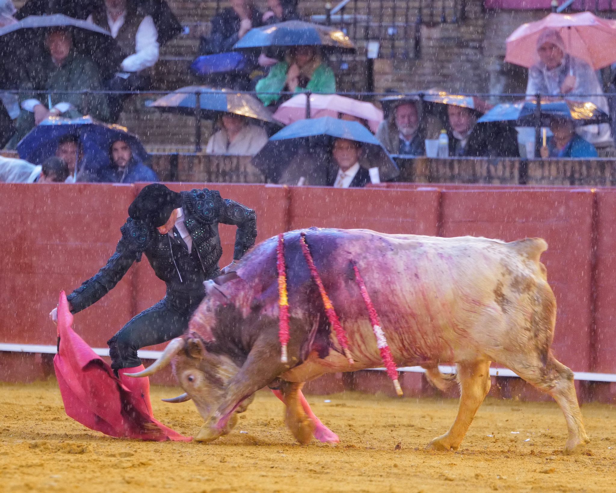 Codicia del ejemplar