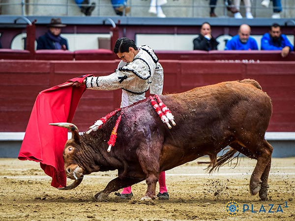 Codicia del casta�o