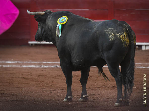 Las hechuras del novillo