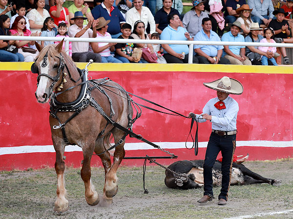 Un novillo de vuelta al ruedo