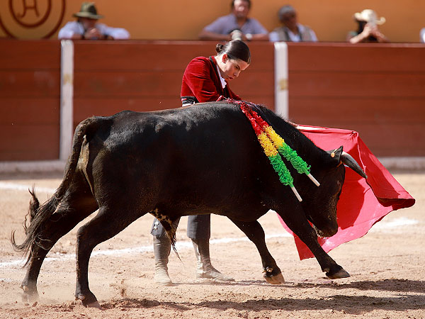 Novillo de Coyotepec