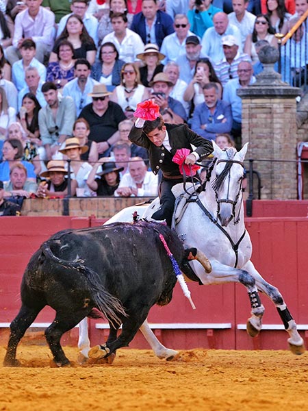 Una rosa al morrillo