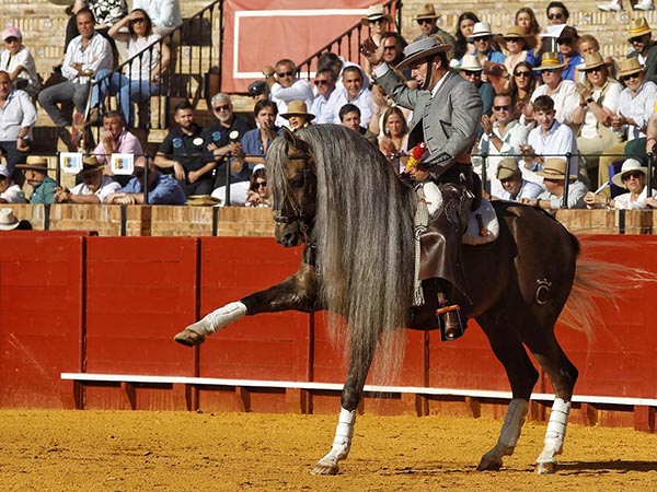 Espectacular cabalgadura