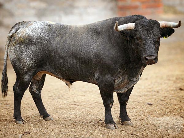 Toros de Boquilla del Carmen para 5 Villas