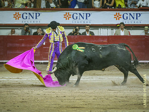 Ejemplar de bellas hechuras