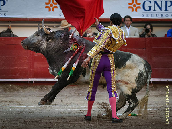 Un berrendo de bella l�mina