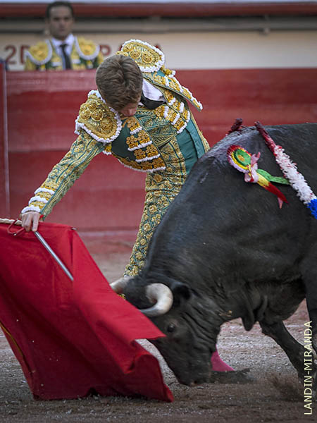 Entendiendo al toro mexicano