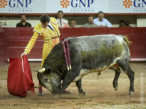 Toro hondo, un tanto alto, pero armonioso