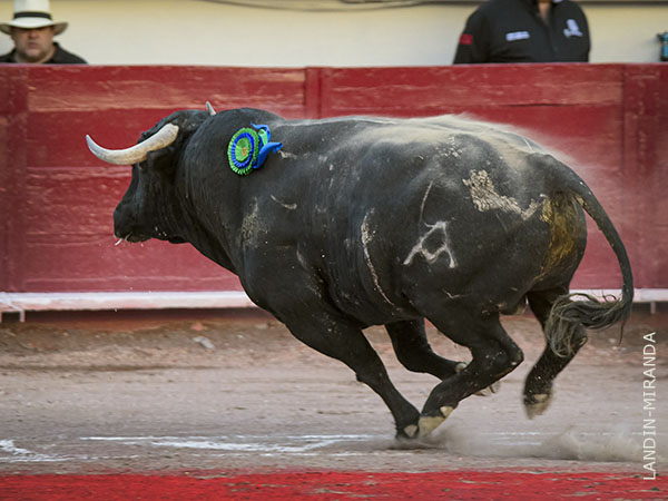 Salta a la arena el primer 