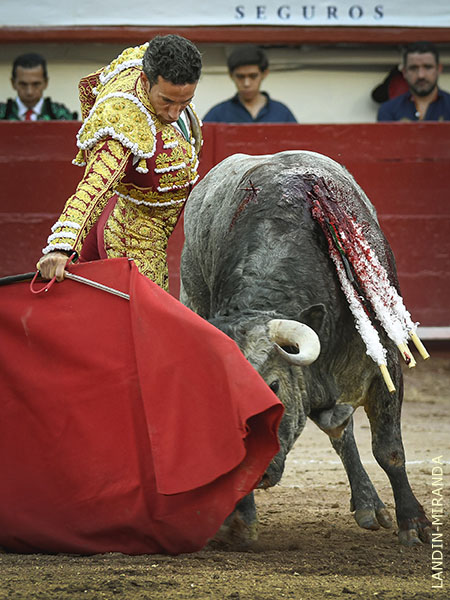 Nobleza y voluntad en la embestida