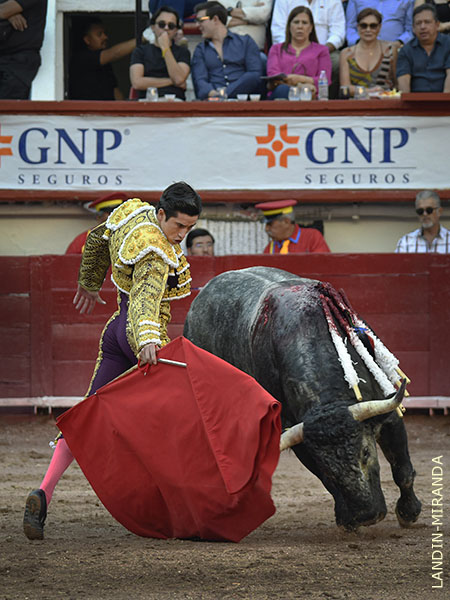 Ejemplar alto, un tanto basto de hechuras