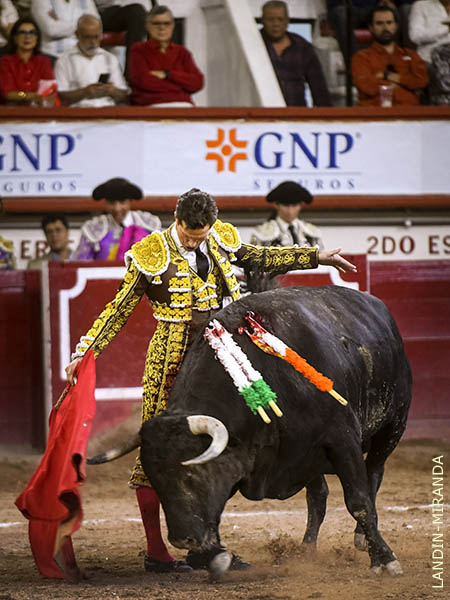 Noble, toreado con suavidad y delicadeza