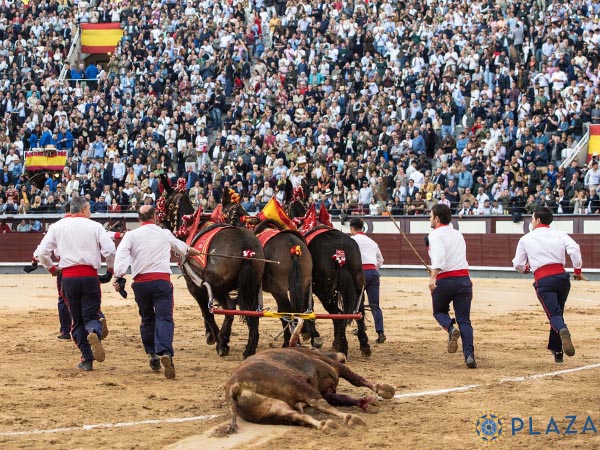 Homenaje a los despojos del ejemplar