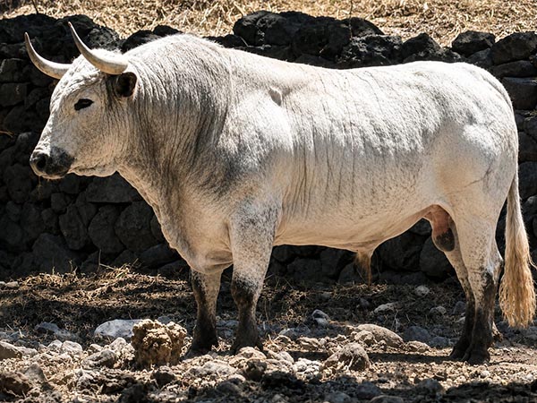 Los toros para la goyesca de Tlaxcala
