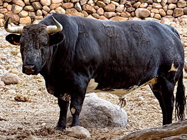 Toro No. 72, 