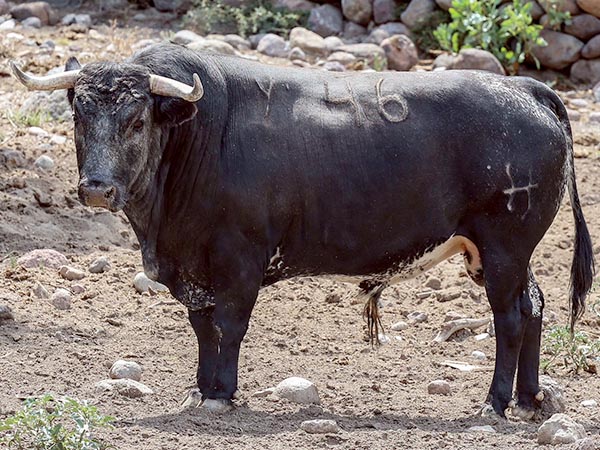 Toro No. 46, 