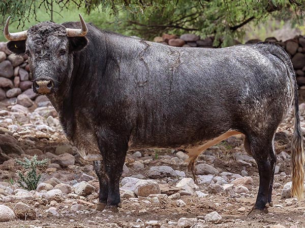 Toro No. 37, 