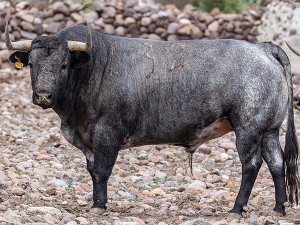 Toro No. 32, 