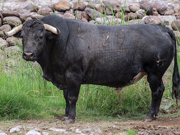 Toro No. 29, 