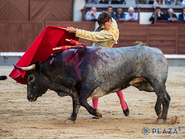 De pit�n a rabo