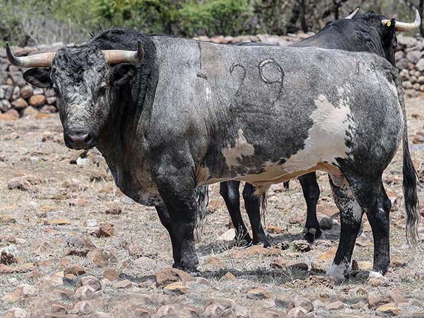 Los toros de Los Encinos para Cinco Villas
