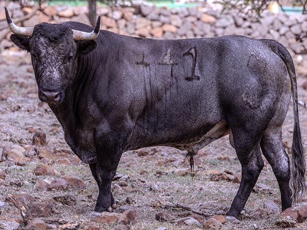 Toro No. 41, 